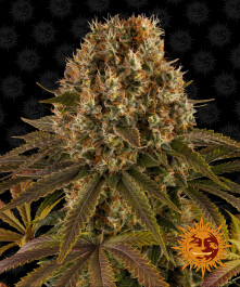 BFSTL10 - BARNEY'S FARM - STRAWBERRY LEMONADE FEM | 10 SEMI