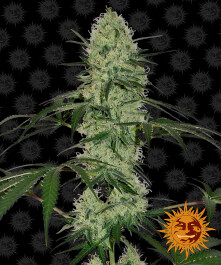 BF1001210 - BARNEY'S FARM - TANGERINE DREAM AUTO FEM | 10 SEMI Disponibili fino a fine scorte