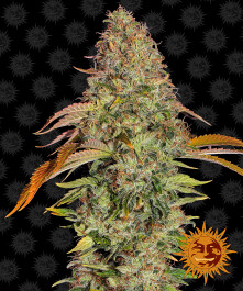 BFZOGA5 - BARNEY'S FARM - ZKITTLEZ OG AUTO FEM | 5 SEMI