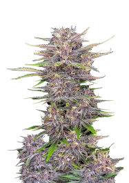 FBS10F9056 - FAST BUDS - BANANA PURPLE PUNCH AUTO FEM | 10 SEMI