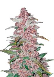 FBS01F9015 - FAST BUDS - BLACKBERRY AUTO | 1 SEME