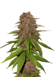 FBS05F9004 - FAST BUDS - C4 AUTO FEM | 5 SEMI