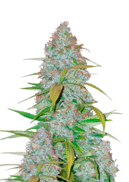 FBS10F9008 - FAST BUDS - CALIFORNIAN SNOW AUTO FEM | 10 SEMI