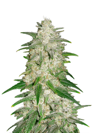 FBS10F9024 - FAST BUDS - GELATO AUTO | 10 SEMI