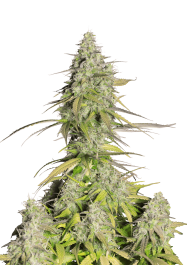FBS03F9013 - FAST BUDS - GIRL SCOUT COOKIES AUTO | 3 SEMI