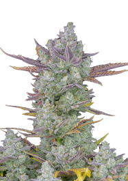 FBS10F0132 - FAST BUDS - GORILLA COOKIES AUTO | 10 SEMI