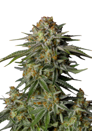 FBFFNA20005 - FAST BUDS - GG4 SHERBET FAST FLOWERING FEM | 5 SEMI
