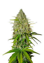 FBS05F9007 - FAST BUDS - GRAPEFRUIT AUTO | 5 SEMI