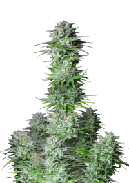 FBS10F9043 - FAST BUDS - KOSHER CAKE AUTO FEM | 10 SEMI