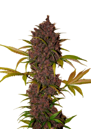 FBS01F9006 - FAST BUDS - LSD-25 AUTO | 1 SEME