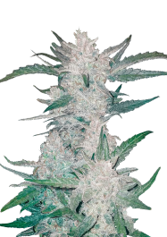 FBS03F9001 - FAST BUDS - MEXICAN AIRLINES AUTO | 3 SEMI