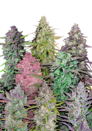 FBMXPA010 - FAST BUDS - MIX PACK AUTO FEM | 10 SEMI