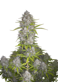 FBS25F9040 - FAST BUDS - ORANGE SHERBET AUTO | 25 SEMI
