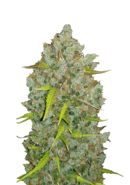 FBS10F9028 - FAST BUDS - ORIGINAL BUBBLEGUM AUTO | 10 SEMI