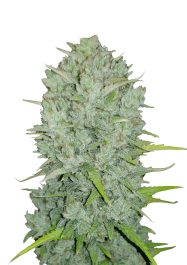 FBS10F9033 - FAST BUDS - ORIGINAL NORTHERN LIGHTS AUTO | 10 SEMI
