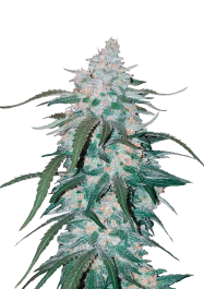 FBS01F9009 - FAST BUDS - PINEAPPLE EXPRESS AUTO | 1 SEME