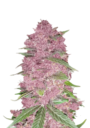 FBS10F9025 - FAST BUDS - PURPLE LEMONADE AUTO | 10 SEMI