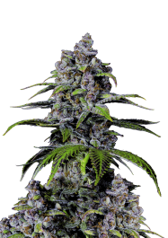 FBFFNA40002 - FAST BUDS - PURPLE LEMONADE FAST FLOWERING FEM | 2 SEMI