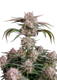 FBS10F9055 - FAST BUDS - STRAWBERRY GORILLA AUTO FEM | 10 SEMI