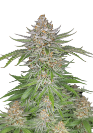FBS25F0137 - FAST BUDS - STRAWBERRY PIE AUTO | 25 SEMI
