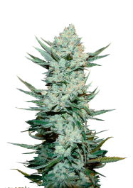 FBS03F9016 - FAST BUDS - TANGIE'MATIC AUTO | 3 SEMI