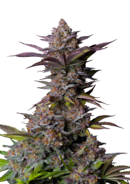 FBFFNA50003 - FAST BUDS - TROPICANA COOKIES FAST FLOWERING FEM | 3 SEMI