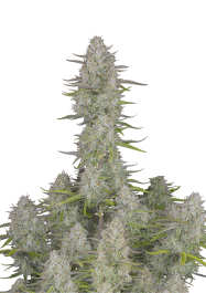 FBS10F9039 - FAST BUDS - WEDDING CHEESECAKE AUTO | 10 SEMI