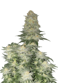 FBFFNA60003 - FAST BUDS - WEDDING CHEESECAKE FAST FLOWERING FEM | 3 SEMI