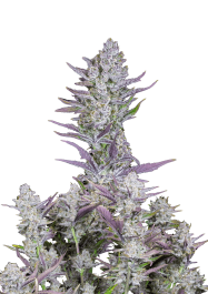 FBS05F9014 - FAST BUDS - WEST COAST O.G. AUTO | 5 SEMI