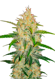 FBS03F9022 - FAST BUDS - ZKITTLEZ AUTO | 3 SEMI