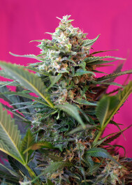 SWABDXL100 - SWEET SEEDS - BIG DEVIL XL AUTO® FEM (SWS28) | 100 SEMI