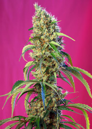 SWBJCP5 - SWEET SEEDS - BLACK JACK CBD FEM (SWS68) | 5+2 SEMI