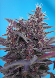 SWABC5 - SWEET SEEDS - BLACK CREAM AUTO® FEM (SWS37) | 5+2 SEMI