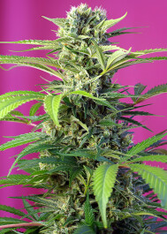 SWCBDCP5 - SWEET SEEDS - CHEM BEYOND DIESEL CBD FEM | 5+2 SEMI