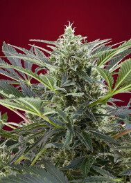 ISWC475 - SWEET SEEDS - CREAM 47® FEM (SWS26) 5+2 SEMI Disponibili fino a fine scorte