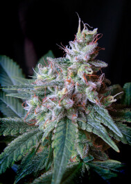 SWCR100 - SWEET SEEDS - CREAM CARAMEL® FEM (SWS04) | 100 SEMI