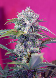 SWACM3 - SWEET SEEDS - CREAM MANDARINE AUTO® FEM (SWS29) | 3+1 SEMI