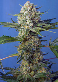 SWCRCFVP100 - SWEET SEEDS - CRYSTAL CANDY F1 FAST VERSION® FEM (SWS73) | 100 SEMI
