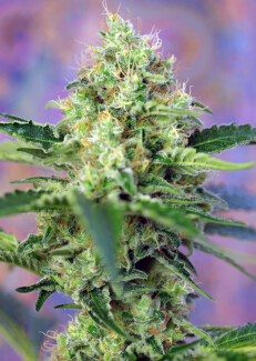 SWS58100 - SWEET SEEDS - CRYSTAL CANDY® FEM (SWS58) | 100 SEMI