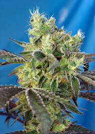 SWDSD5 - SWEET SEEDS - DO-SWEET-DOS® FEM (SWS80) | 5+2 SEMI Disponibili fino a fine scorte