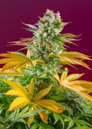SWGGFVP5 - SWEET SEEDS - GORILLA GIRL F1 FAST VERSION® FEM (SWS86) | 5+2 SEMI