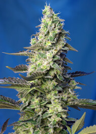 SWGPXLAP5 - SWEET SEEDS - GREEN POISON XL AUTO® FEM (SWS71) | 5+2 SEMI