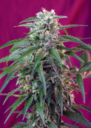 SWGPA5 - SWEET SEEDS - GREEN POISON AUTO® FEM (SWS30) | 5+2 SEMI