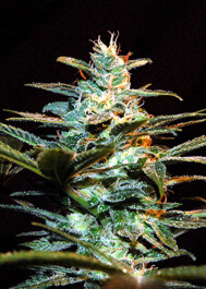 SWNYCDP5 - SWEET SEEDS - NYC DIESEL® FEM (SWS06) (ex ICE COOL) | 5+2 SEMI Disponibili fino a fine scorte