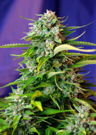 SWAJ475 - SWEET SEEDS - JACK 47 AUTO® FEM (SWS31) | 5+2 SEMI Disponibili fino a fine scorte