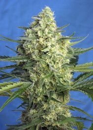 SWJ47XLA100 - SWEET SEEDS - JACK 47 XL AUTO® FEM (SWS78) | 100 SEMI