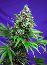 SWFVKK5 - SWEET SEEDS - KILLER KUSH F1 FAST VERSION® FEM (SWS52) | 5+2 SEMI