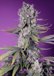 SWFVPZ025 - SWEET SEEDS - PAPAYA ZOAP F1 FAST VERSION® FEM (SWS111) | 25 SEMI