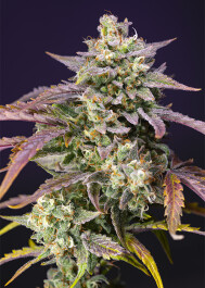 SWPPOGXLA5 - SWEET SEEDS - PURPLE PUNCH OG XL AUTO® FEM (SWS96) | 5+2 SEMI