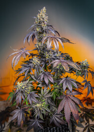 SWRGGXLAP5 - SWEET SEEDS - RED GORILLA GIRL XL AUTO® FEM (SWS89) | 5+2 SEMI